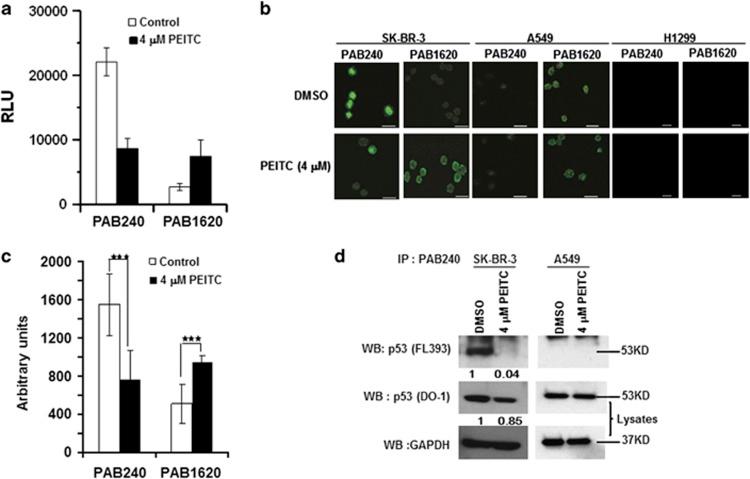https://cdn.ncbi.nlm.nih.gov/pmc/blobs/db35/5041190/5b7fba3aa68c/cdd201648f2.jpg