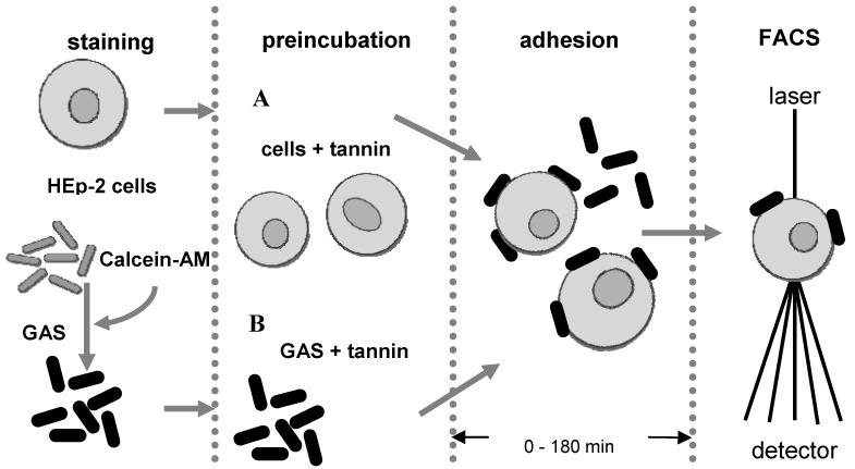 https://cdn.ncbi.nlm.nih.gov/pmc/blobs/db36/6259466/6eed7b92ee5a/molecules-15-07139-g001.jpg