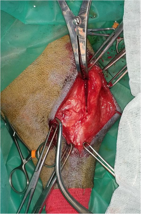 https://cdn.ncbi.nlm.nih.gov/pmc/blobs/db36/7418395/e1c50b5e2b87/12917_2020_2469_Fig4_HTML.jpg