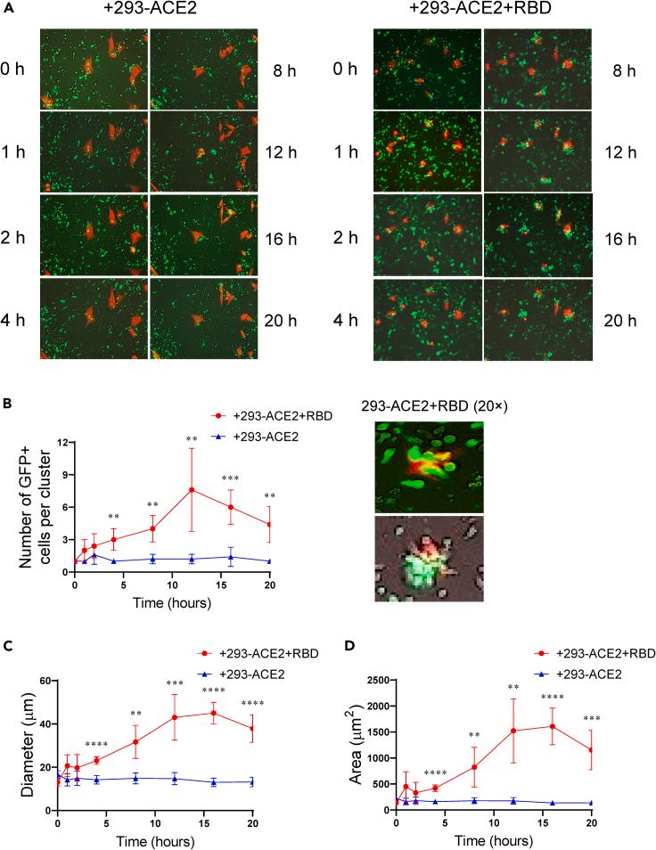https://cdn.ncbi.nlm.nih.gov/pmc/blobs/db3c/8603152/7f7c007e9062/gr3.jpg