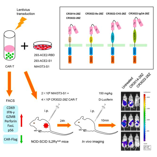 https://cdn.ncbi.nlm.nih.gov/pmc/blobs/db3c/8603152/d62fded7324f/fx1.jpg