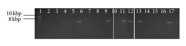 https://cdn.ncbi.nlm.nih.gov/pmc/blobs/db3f/3982411/0478060406f5/IPID2014-819896.002.jpg