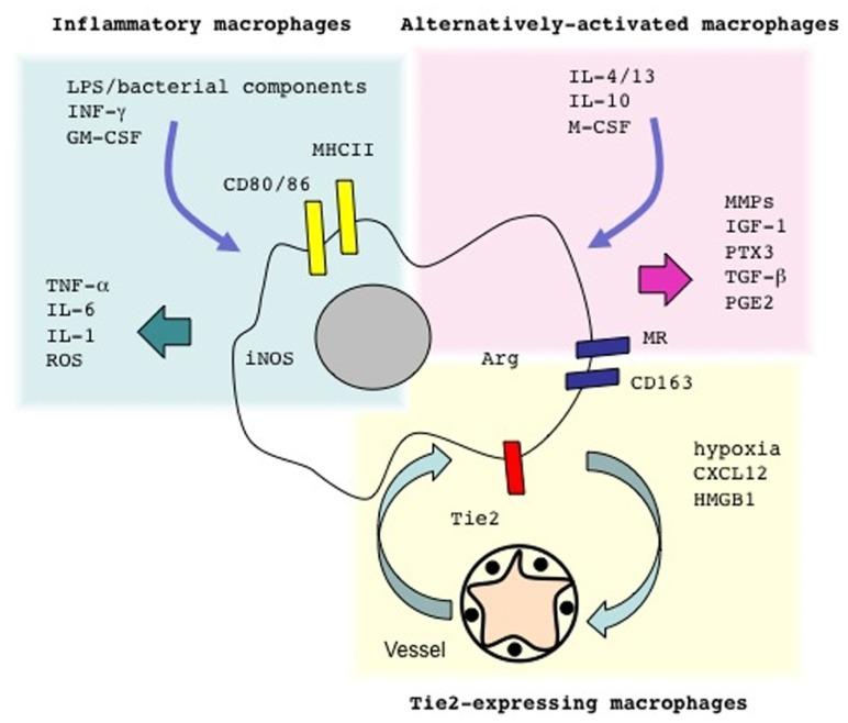 https://cdn.ncbi.nlm.nih.gov/pmc/blobs/db45/3556586/8480759743d3/fimmu-04-00009-g001.jpg