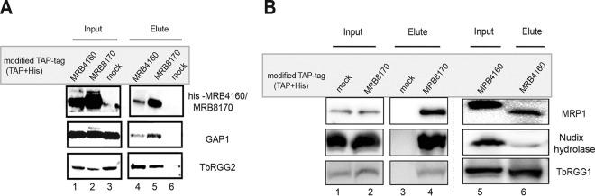 https://cdn.ncbi.nlm.nih.gov/pmc/blobs/db45/5285507/84ecb392494f/mbo0011731700005.jpg