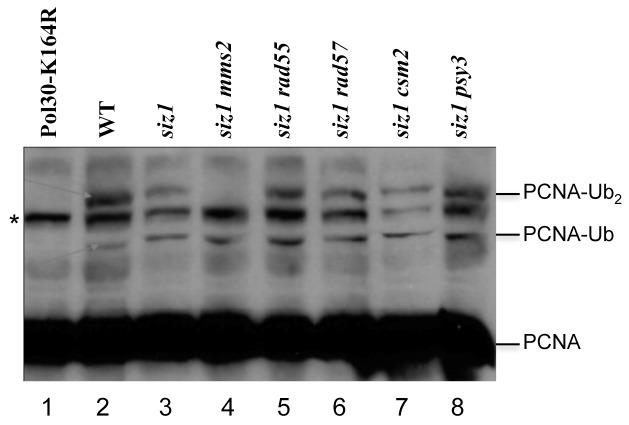 https://cdn.ncbi.nlm.nih.gov/pmc/blobs/db4e/3855272/5122fbf8aa14/pone.0081371.g007.jpg