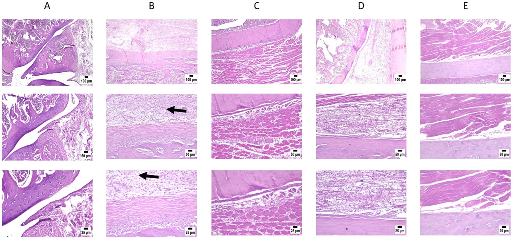 https://cdn.ncbi.nlm.nih.gov/pmc/blobs/db51/10538387/40853145ad2f/nihms-1931054-f0010.jpg