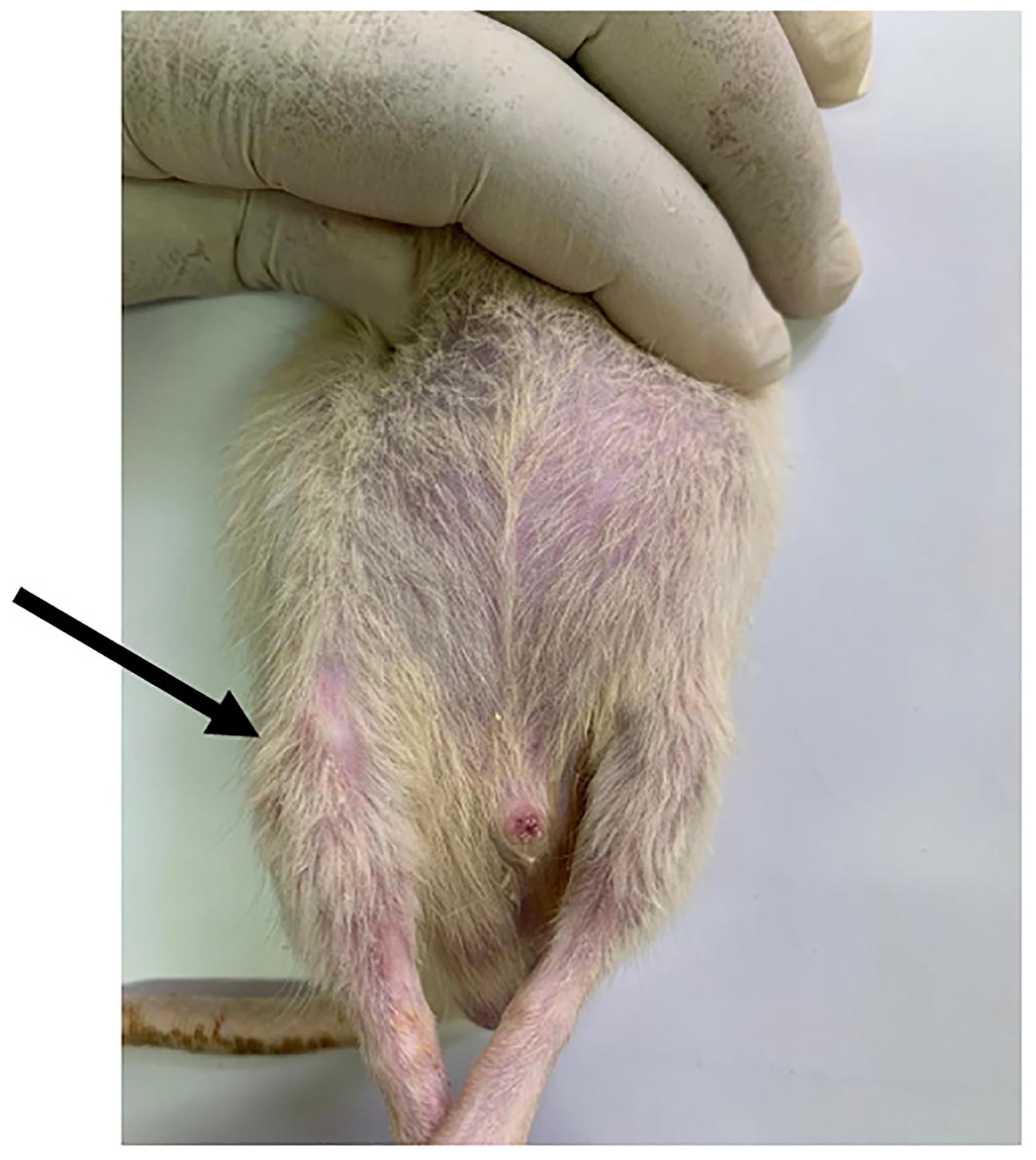 https://cdn.ncbi.nlm.nih.gov/pmc/blobs/db51/10538387/c7caf36ecde3/nihms-1931054-f0002.jpg