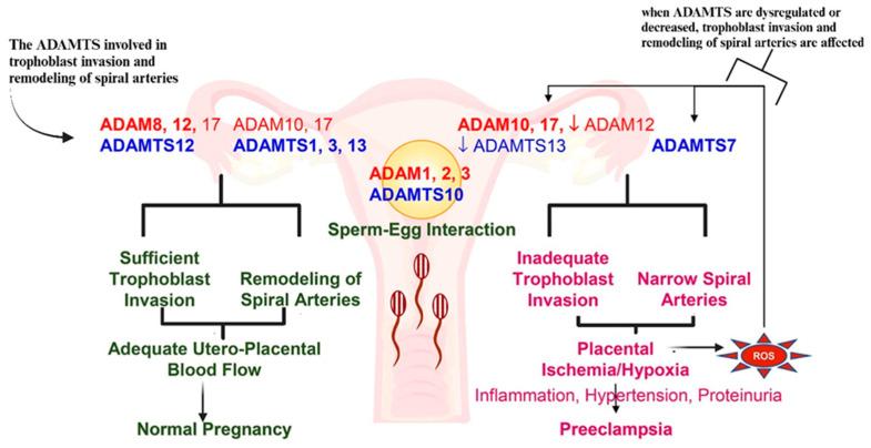 https://cdn.ncbi.nlm.nih.gov/pmc/blobs/db53/12071684/7b7ce0106db2/ijms-26-04103-g009.jpg