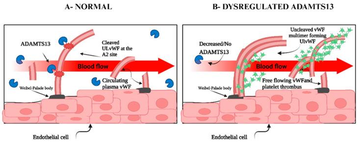 https://cdn.ncbi.nlm.nih.gov/pmc/blobs/db53/12071684/861ebf31c59e/ijms-26-04103-g007.jpg