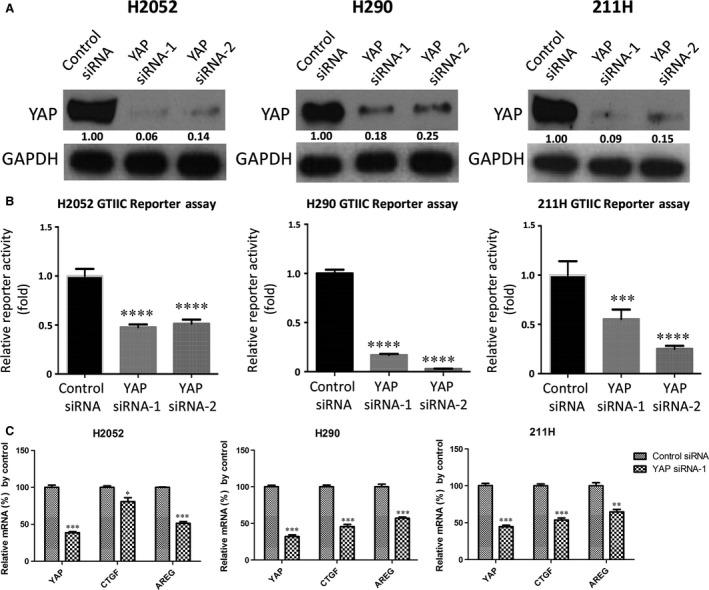 https://cdn.ncbi.nlm.nih.gov/pmc/blobs/db57/5661117/49a4ab50fe5c/JCMM-21-2663-g003.jpg