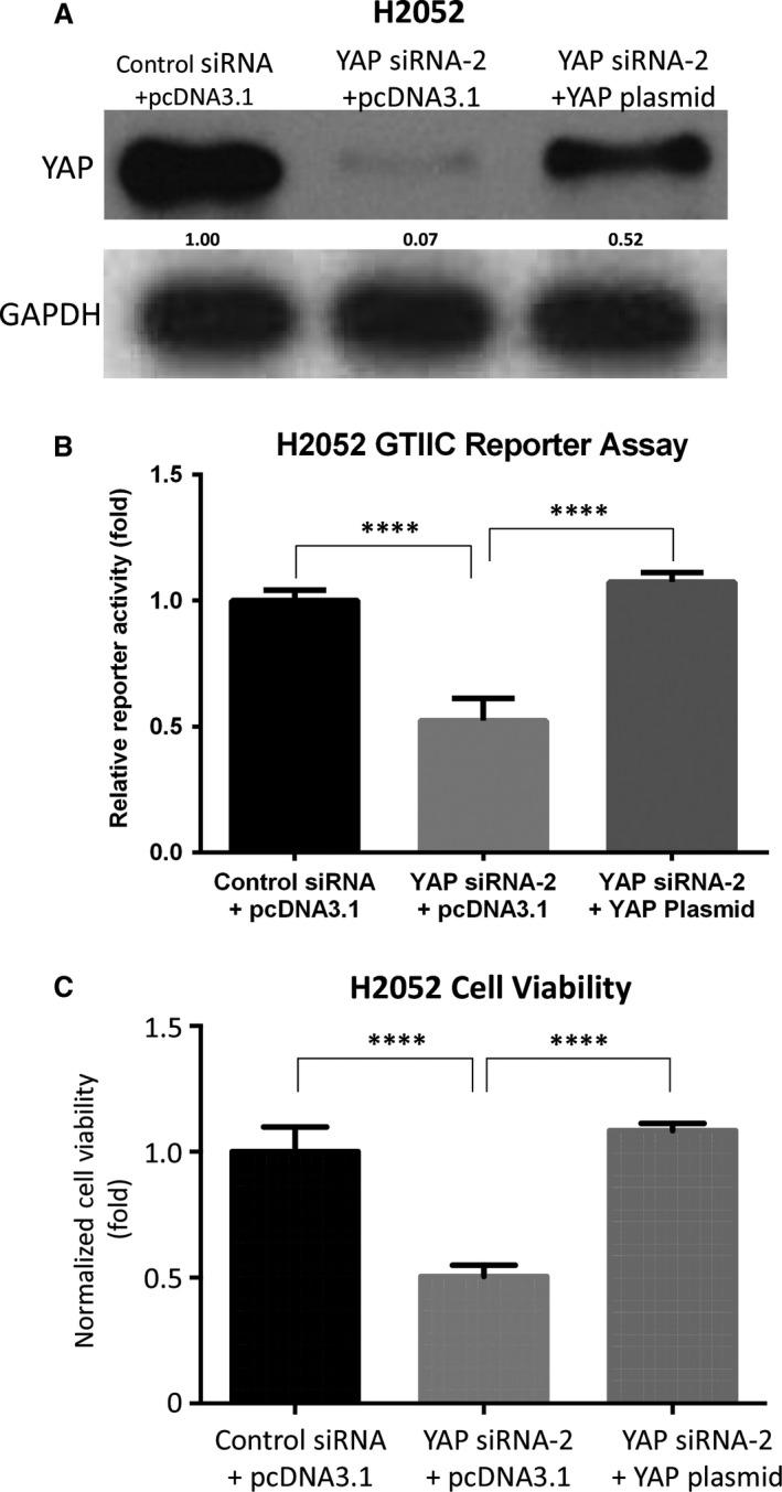 https://cdn.ncbi.nlm.nih.gov/pmc/blobs/db57/5661117/59ed69b45396/JCMM-21-2663-g005.jpg