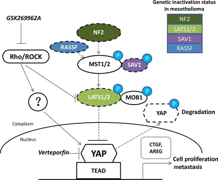 https://cdn.ncbi.nlm.nih.gov/pmc/blobs/db57/5661117/6b3ffeaf4408/JCMM-21-2663-g008.jpg