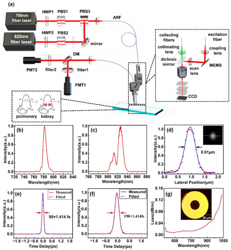 https://cdn.ncbi.nlm.nih.gov/pmc/blobs/db5b/12190815/22d87a69b9f6/biosensors-15-00357-g002.jpg