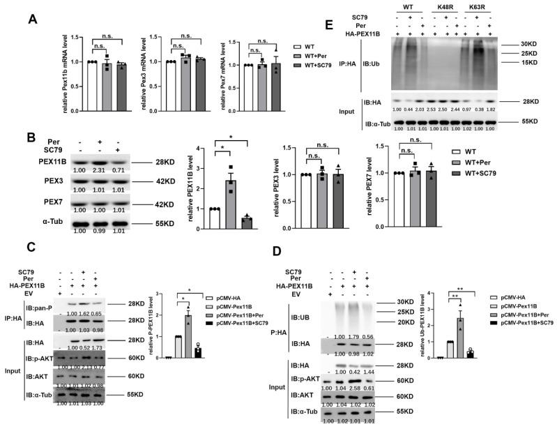 https://cdn.ncbi.nlm.nih.gov/pmc/blobs/db5d/9505204/238342a67176/molecules-27-05896-g005.jpg