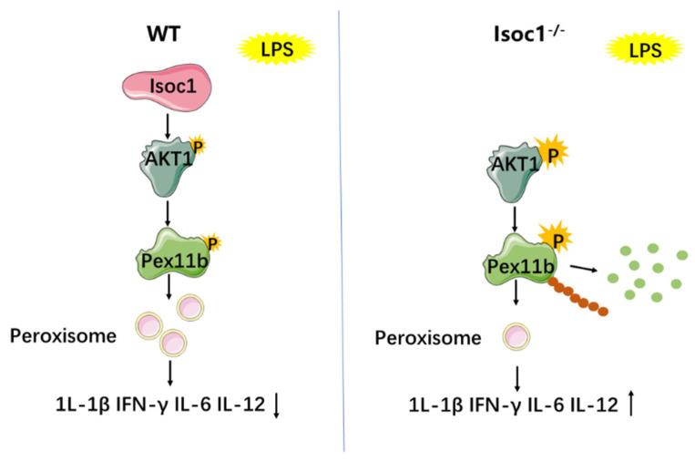 https://cdn.ncbi.nlm.nih.gov/pmc/blobs/db5d/9505204/63d7e8e88bb9/molecules-27-05896-g006.jpg