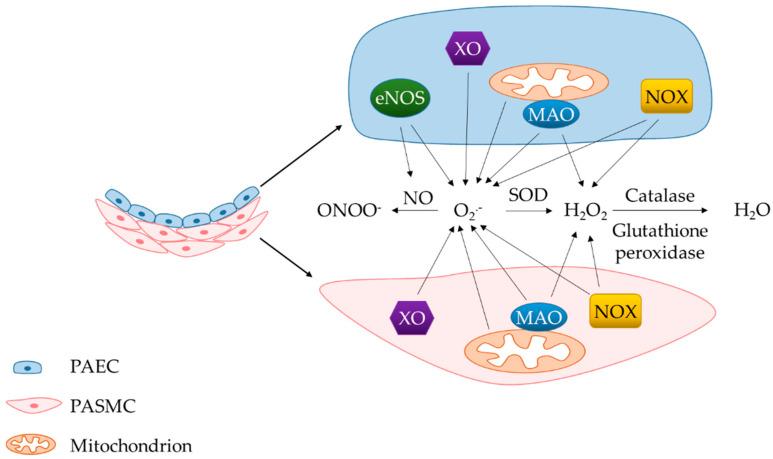https://cdn.ncbi.nlm.nih.gov/pmc/blobs/db5f/7602539/2721a977c46e/antioxidants-09-00999-g002.jpg