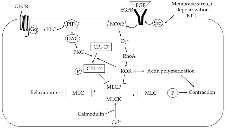 https://cdn.ncbi.nlm.nih.gov/pmc/blobs/db5f/7602539/2db2a06542ec/antioxidants-09-00999-g006.jpg