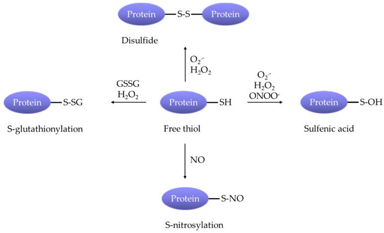 https://cdn.ncbi.nlm.nih.gov/pmc/blobs/db5f/7602539/3b3436d6e650/antioxidants-09-00999-g003.jpg