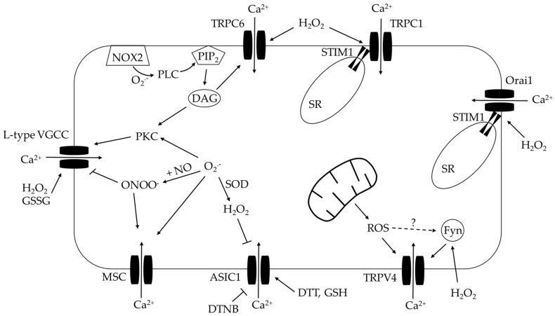 https://cdn.ncbi.nlm.nih.gov/pmc/blobs/db5f/7602539/3fdfb2e2c21c/antioxidants-09-00999-g005.jpg