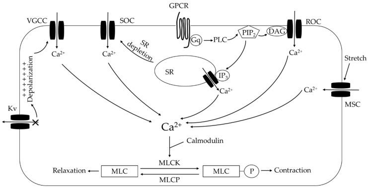 https://cdn.ncbi.nlm.nih.gov/pmc/blobs/db5f/7602539/99fd96d6cda2/antioxidants-09-00999-g004.jpg
