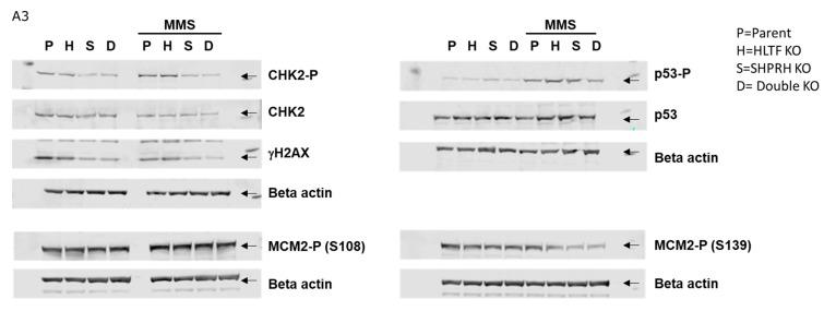 https://cdn.ncbi.nlm.nih.gov/pmc/blobs/db66/7175315/385051befbd6/biomolecules-10-00463-g0A3.jpg