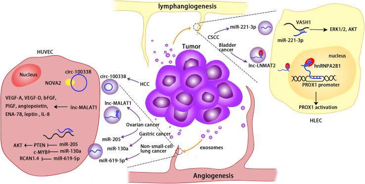 https://cdn.ncbi.nlm.nih.gov/pmc/blobs/db66/9207556/0870d8b2a23e/gr6.jpg