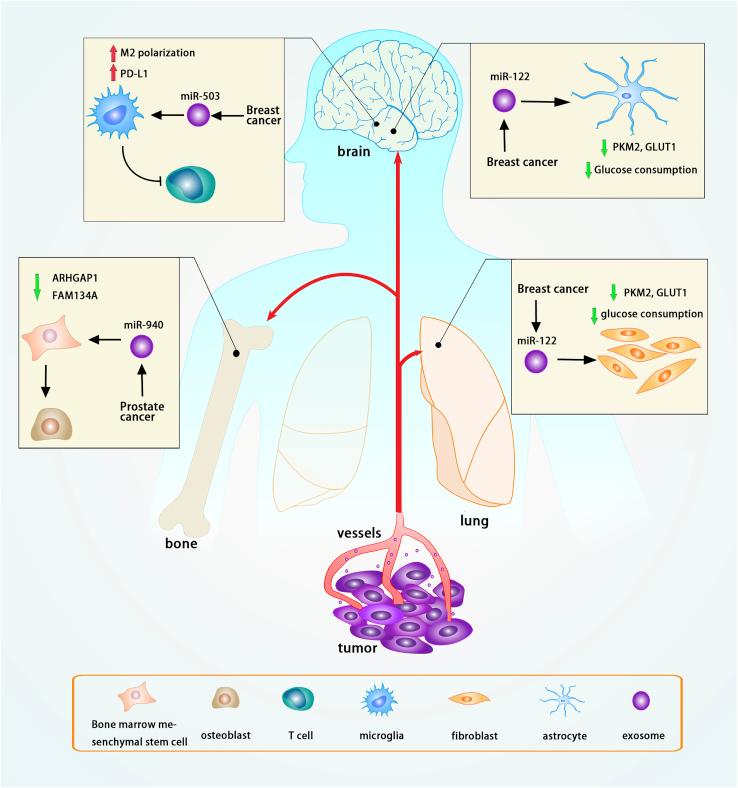 https://cdn.ncbi.nlm.nih.gov/pmc/blobs/db66/9207556/a64780509ae8/gr7.jpg