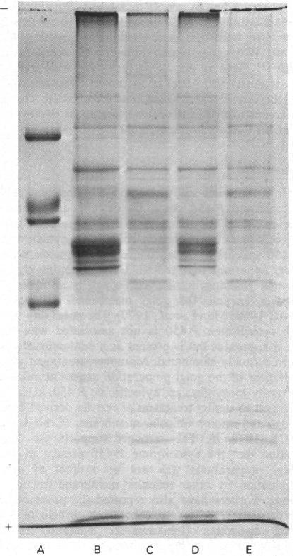 https://cdn.ncbi.nlm.nih.gov/pmc/blobs/db6a/1162803/d835e64933b8/biochemj00403-0048-a.jpg