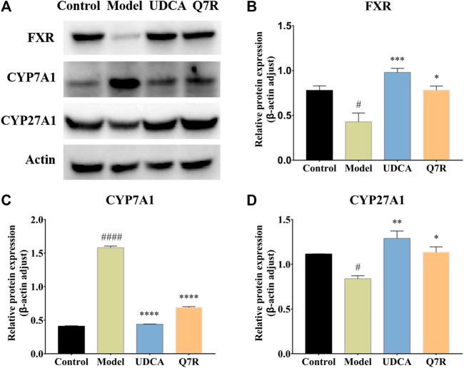 https://cdn.ncbi.nlm.nih.gov/pmc/blobs/db6c/9868710/482c76af4d55/fphar-13-1116257-g005.jpg