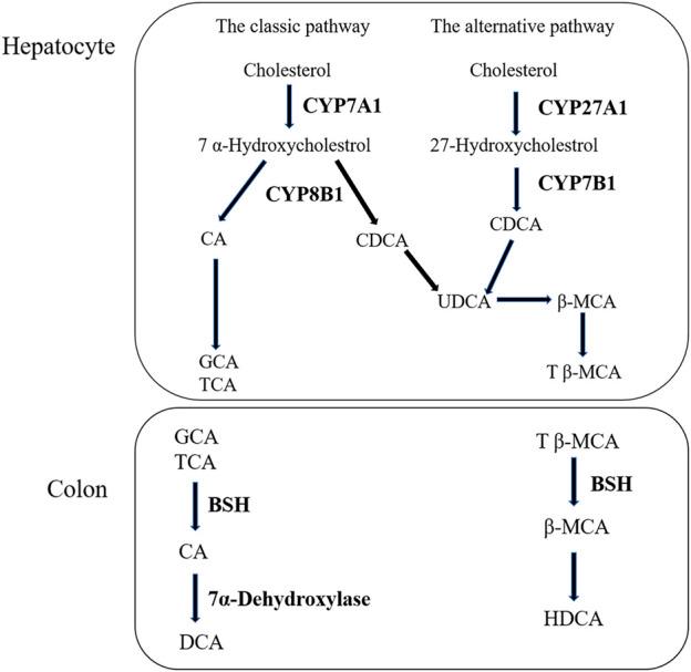 https://cdn.ncbi.nlm.nih.gov/pmc/blobs/db6c/9868710/dafa0645c411/fphar-13-1116257-g007.jpg