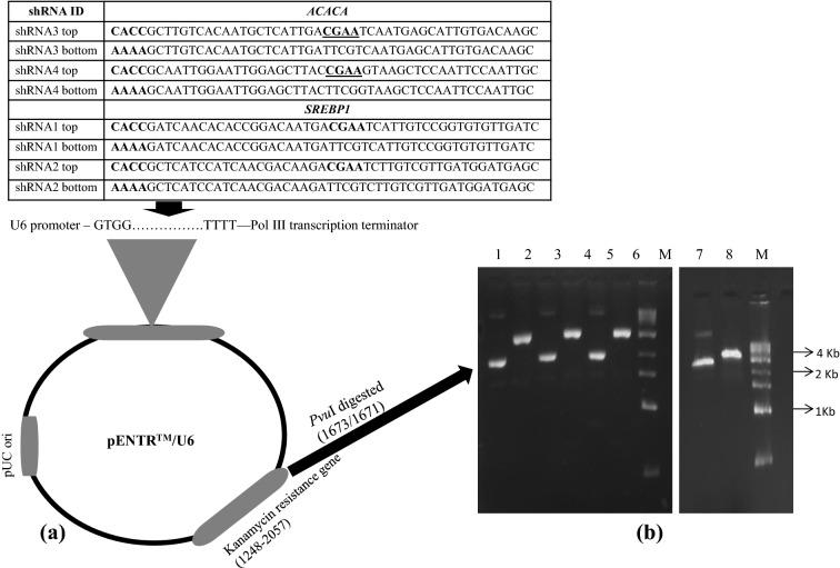 https://cdn.ncbi.nlm.nih.gov/pmc/blobs/db6d/8786841/a4fe394b054c/41598_2022_5204_Fig6_HTML.jpg