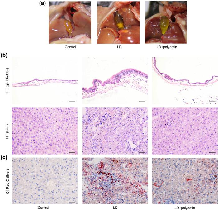 https://cdn.ncbi.nlm.nih.gov/pmc/blobs/db70/12317653/8afcb59cd532/j_biol-2022-1009-fig001.jpg