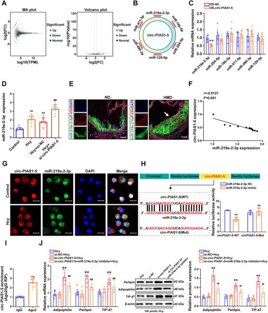 https://cdn.ncbi.nlm.nih.gov/pmc/blobs/db71/12079422/86aba5dab4e8/ADVS-12-2415563-g009.jpg