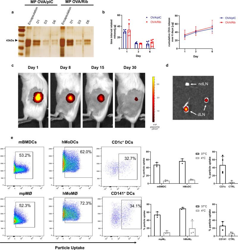 https://cdn.ncbi.nlm.nih.gov/pmc/blobs/db73/8131648/87b2bf74da1f/41467_2021_23244_Fig2_HTML.jpg