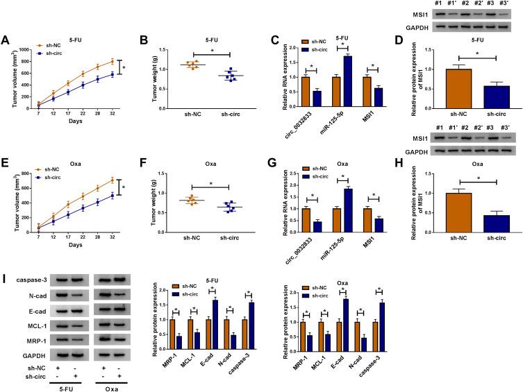 https://cdn.ncbi.nlm.nih.gov/pmc/blobs/db74/7649231/7182752463d8/CMAR-12-11257-g0009.jpg