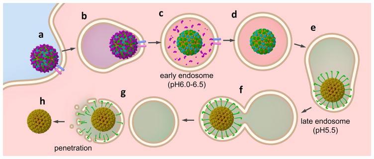 https://cdn.ncbi.nlm.nih.gov/pmc/blobs/db76/5669276/9585d06f45dd/nihms771396f6.jpg
