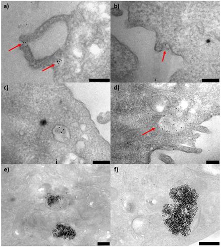 https://cdn.ncbi.nlm.nih.gov/pmc/blobs/db77/12247028/5e28bd2c18b5/CBIC-26-e202500104-g008.jpg