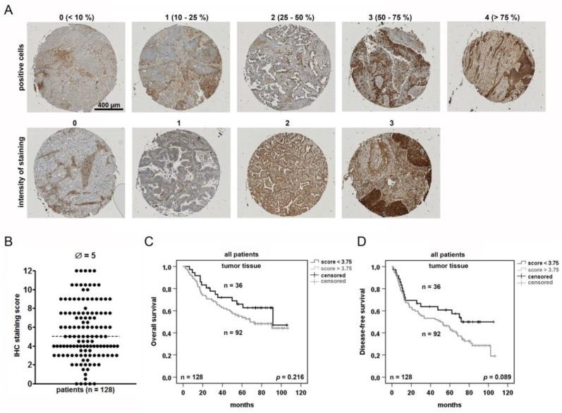 https://cdn.ncbi.nlm.nih.gov/pmc/blobs/db7a/6770941/682741423d48/cancers-11-01306-g002.jpg
