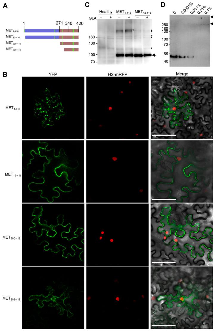 https://cdn.ncbi.nlm.nih.gov/pmc/blobs/db7a/9504981/37910bbe253b/viruses-14-01907-g005.jpg