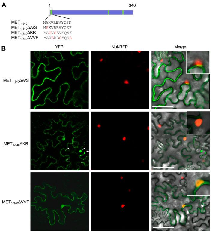 https://cdn.ncbi.nlm.nih.gov/pmc/blobs/db7a/9504981/6f83525dcbac/viruses-14-01907-g004.jpg