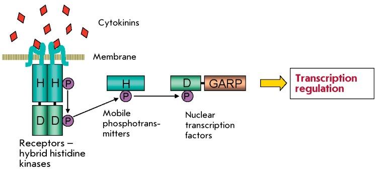 https://cdn.ncbi.nlm.nih.gov/pmc/blobs/db7c/3491891/b73adbe111d3/AN20758251-04-031-g003.jpg