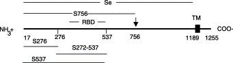 https://cdn.ncbi.nlm.nih.gov/pmc/blobs/db7c/7111010/c021d7d2e036/gr1.jpg
