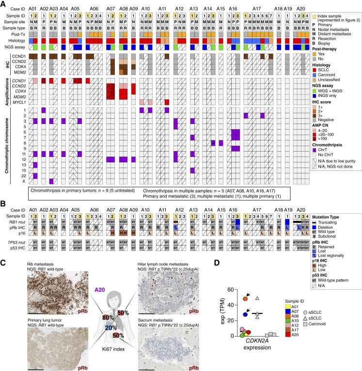 https://cdn.ncbi.nlm.nih.gov/pmc/blobs/db81/11726019/782694388011/cd-24-0286fig5.jpg