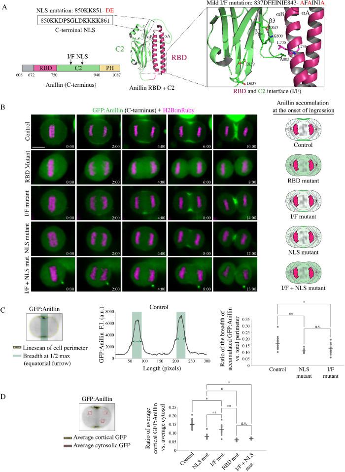 https://cdn.ncbi.nlm.nih.gov/pmc/blobs/db85/7353161/2a2fab5fb656/mbc-31-1124-g004.jpg