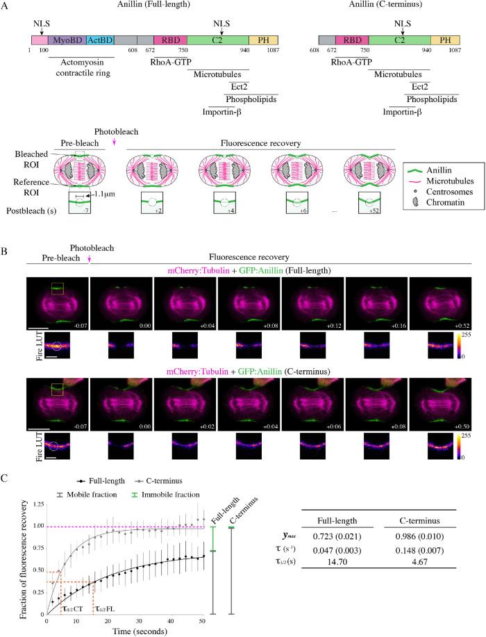 https://cdn.ncbi.nlm.nih.gov/pmc/blobs/db85/7353161/7bd5e58426ba/mbc-31-1124-g001.jpg