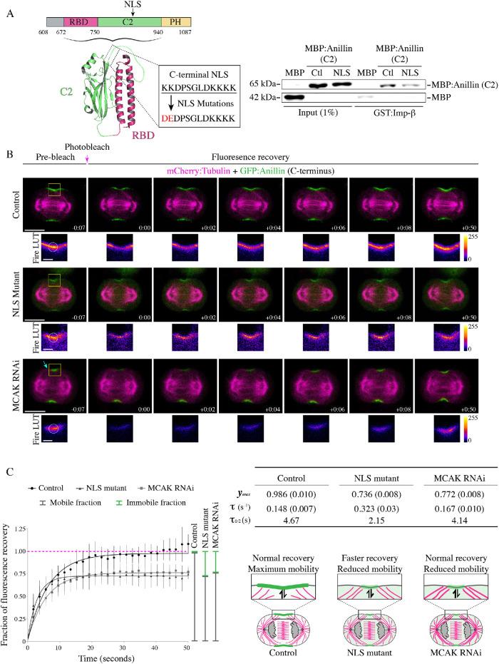 https://cdn.ncbi.nlm.nih.gov/pmc/blobs/db85/7353161/e58227f641df/mbc-31-1124-g002.jpg