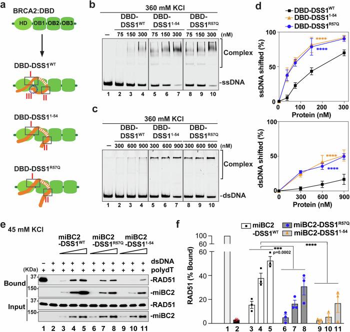 https://cdn.ncbi.nlm.nih.gov/pmc/blobs/db87/11329725/4283b8f94349/41467_2024_51557_Fig3_HTML.jpg