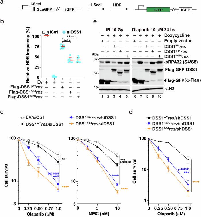 https://cdn.ncbi.nlm.nih.gov/pmc/blobs/db87/11329725/6fd8637bbe46/41467_2024_51557_Fig5_HTML.jpg