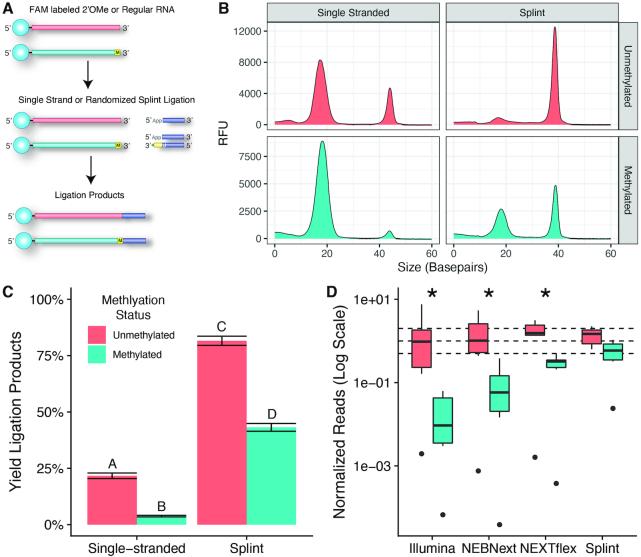 https://cdn.ncbi.nlm.nih.gov/pmc/blobs/db8c/7641310/42bc8e1f71c6/gkaa480fig5.jpg