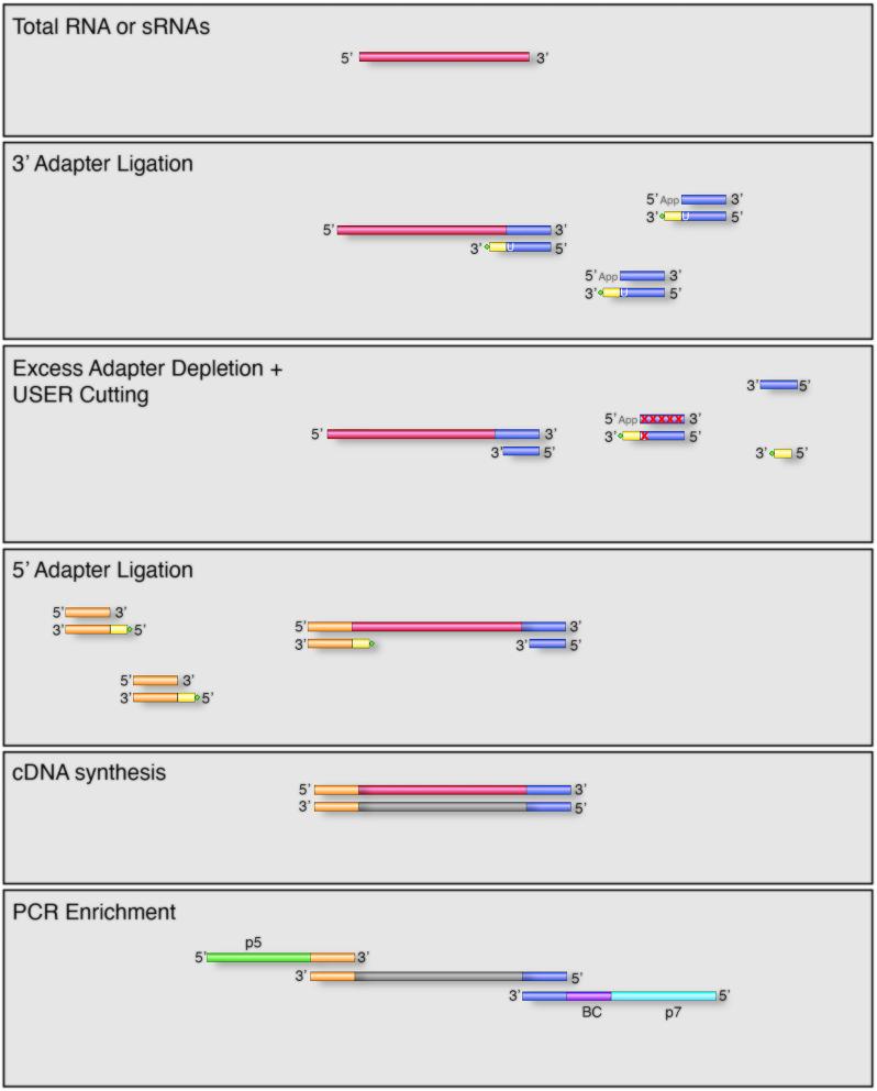 https://cdn.ncbi.nlm.nih.gov/pmc/blobs/db8c/7641310/a9839f6ca1ad/gkaa480fig2.jpg